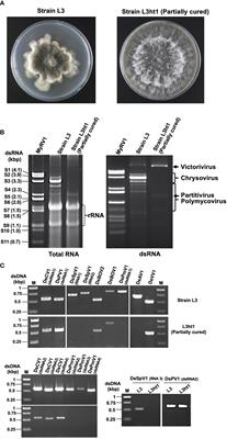 Mycovirus Hunting Revealed the Presence of Diverse Viruses in a Single Isolate of the Phytopathogenic Fungus Diplodia seriata From Pakistan